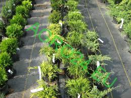 Agrotextílie   3,27 m x 10 m