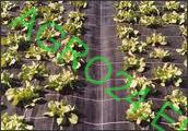 Agrotextílie   3,27 m x 10 m